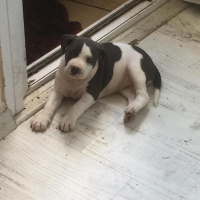 Amerikan Pitbull Terrier, Köpek  Poonie fotoğrafı