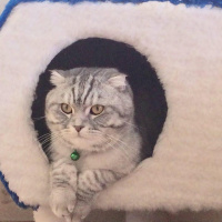 Scottish Fold, Kedi  Kediş fotoğrafı