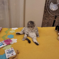 Scottish Fold, Kedi  Kediş fotoğrafı