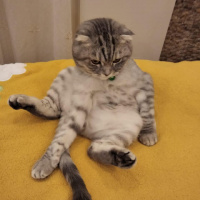 Scottish Fold, Kedi  Kediş fotoğrafı