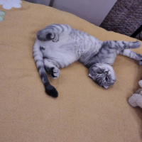 Scottish Fold, Kedi  Kediş fotoğrafı