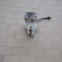 Scottish Fold, Kedi  Kediş fotoğrafı
