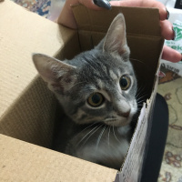 Tekir Kedi, Kedi  Elvin fotoğrafı