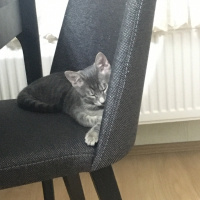 Tekir Kedi, Kedi  Elvin fotoğrafı