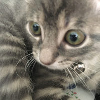 Tekir Kedi, Kedi  Elvin fotoğrafı