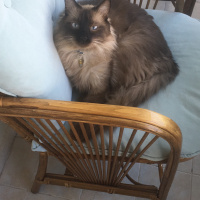 Balinese, Kedi  Herkül fotoğrafı