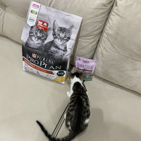 Tekir Kedi, Kedi  Asya Samsa fotoğrafı