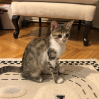 Tekir Kedi, Kedi  Bella fotoğrafı