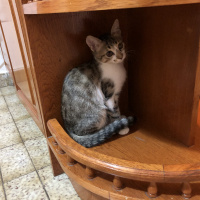 Tekir Kedi, Kedi  Bella fotoğrafı