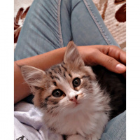 Tekir Kedi, Kedi  Tarçın fotoğrafı