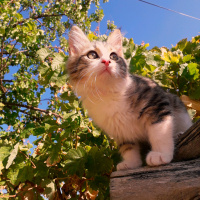 Tekir Kedi, Kedi  Tarçın fotoğrafı