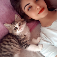 Tekir Kedi, Kedi  Tarçın fotoğrafı