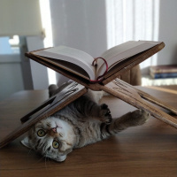 Scottish Fold, Kedi  PAŞA fotoğrafı