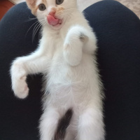 Tekir Kedi, Kedi  Tarçın fotoğrafı