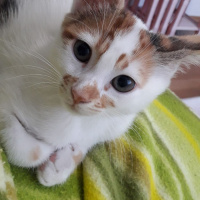Tekir Kedi, Kedi  Tarçın fotoğrafı