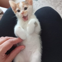 Tekir Kedi, Kedi  Tarçın fotoğrafı