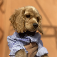Amerikan Cocker Spaniel, Köpek  Honey fotoğrafı