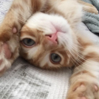 Sarman, Kedi  PIRTAN fotoğrafı