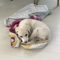 Golden Retriever, Köpek  Pamuk fotoğrafı