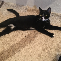 Tekir Kedi, Kedi  Şanslı fotoğrafı