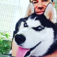 Sibirya Kurdu (Husky), Köpek  Pascal fotoğrafı