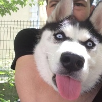 Sibirya Kurdu (Husky), Köpek  Pascal fotoğrafı