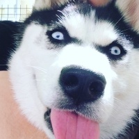 Sibirya Kurdu (Husky), Köpek  Pascal fotoğrafı