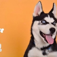 Sibirya Kurdu (Husky), Köpek  Pascal fotoğrafı