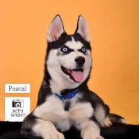Sibirya Kurdu (Husky), Köpek  Pascal fotoğrafı