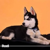 Sibirya Kurdu (Husky), Köpek  Pascal fotoğrafı