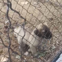 Kangal, Köpek  PAŞA fotoğrafı