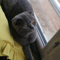 Scottish Fold, Kedi  Mia fotoğrafı