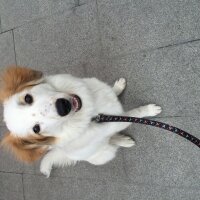 Border Collie, Köpek  Cenci fotoğrafı