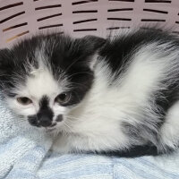 Tuxedo (Smokin) Kedi, Kedi  Oscar fotoğrafı