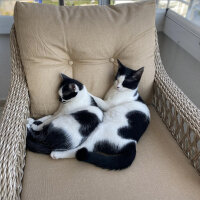 Tuxedo (Smokin) Kedi, Kedi  Oscar fotoğrafı