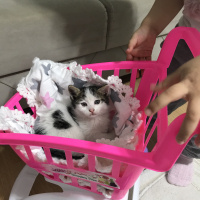 Tekir Kedi, Kedi  balım fotoğrafı
