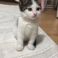 Tekir Kedi, Kedi  balım fotoğrafı