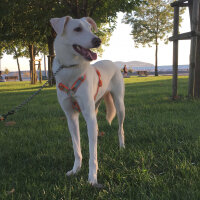 Labrador Retriever, Köpek  Angel fotoğrafı