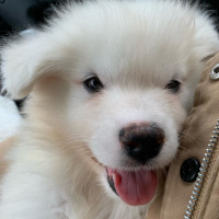 Samoyed, Köpek  Milka fotoğrafı