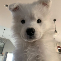 Samoyed, Köpek  Milka fotoğrafı