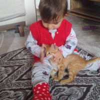 Sarman, Kedi  Şeker fotoğrafı