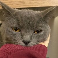 British Shorthair, Kedi  Tommy fotoğrafı