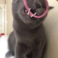 British Shorthair, Kedi  Tommy fotoğrafı