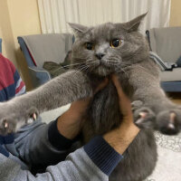 British Shorthair, Kedi  Tommy fotoğrafı