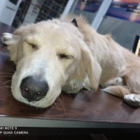 Alman Çoban Köpeği, Köpek  Hayati fotoğrafı