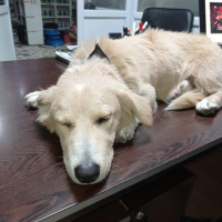Alman Çoban Köpeği, Köpek  Hayati fotoğrafı
