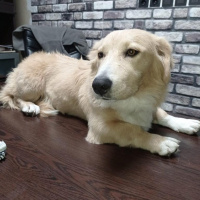 Alman Çoban Köpeği, Köpek  Hayati fotoğrafı