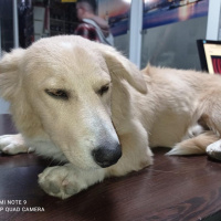 Alman Çoban Köpeği, Köpek  Hayati fotoğrafı