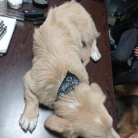 Alman Çoban Köpeği, Köpek  Hayati fotoğrafı