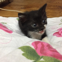 Tekir Kedi, Kedi  Karamel fotoğrafı